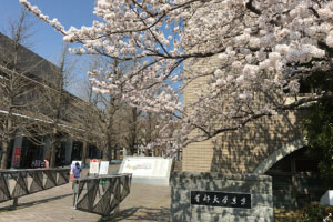 満開の桜が新入生を迎えました。